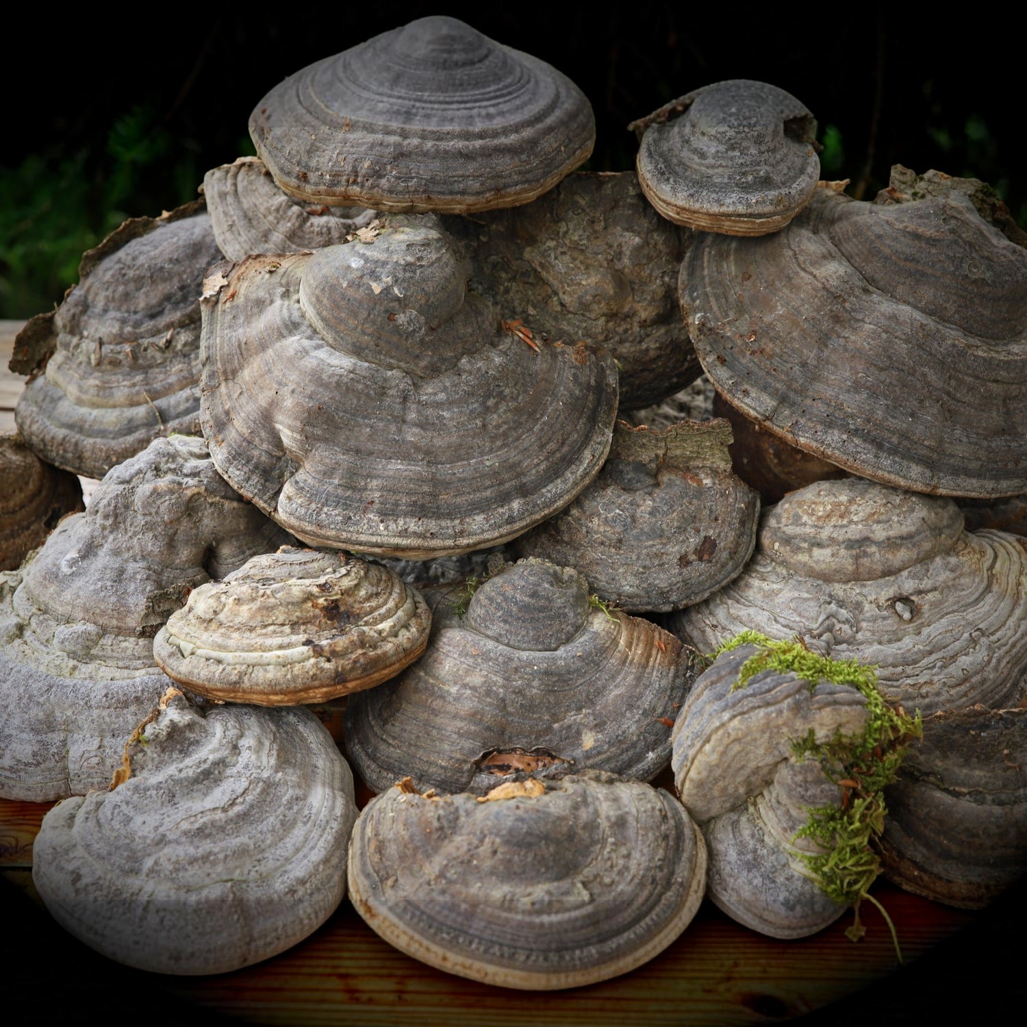 Traditioneller Zunderschwamm (50g)