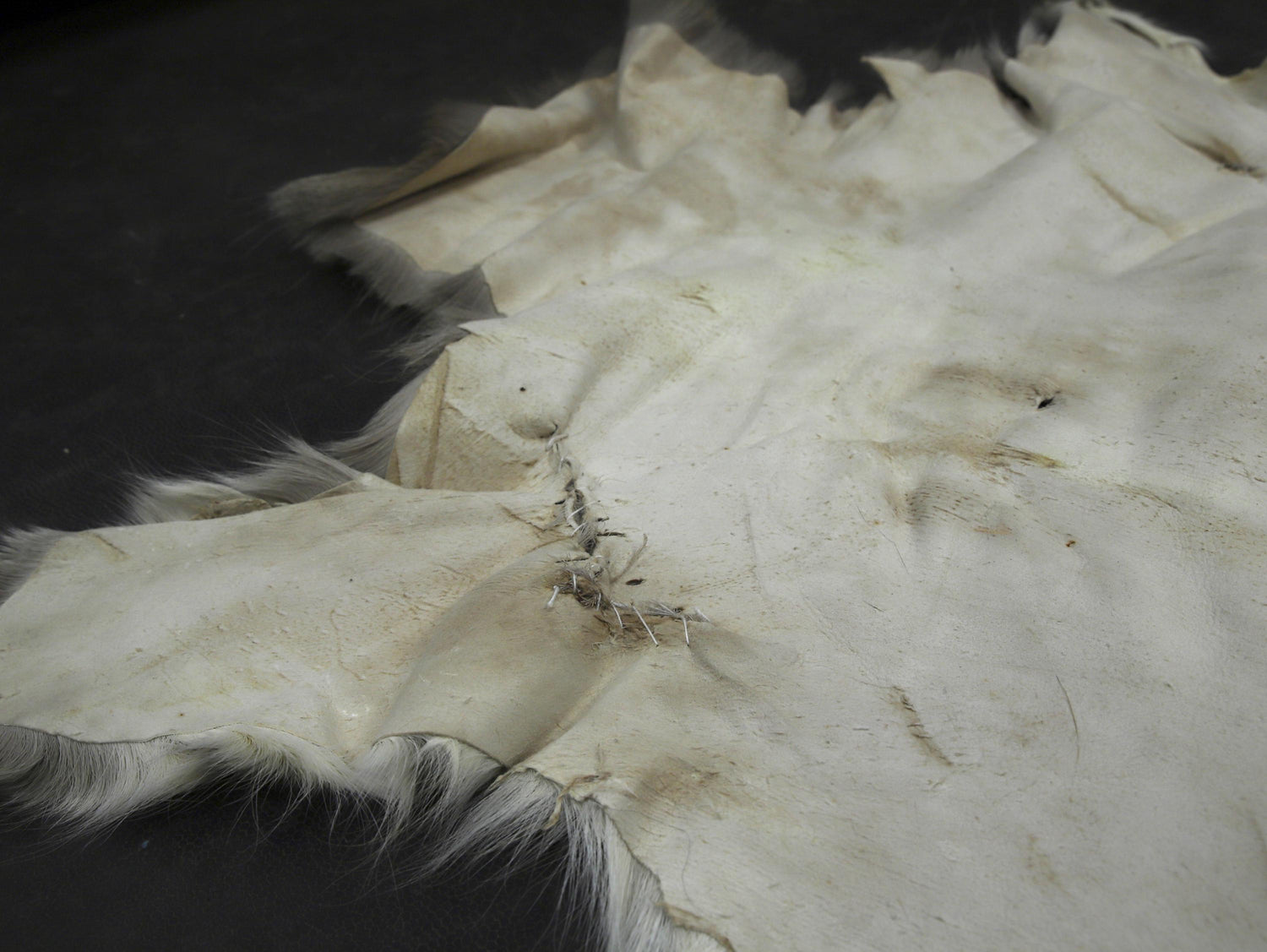 Winterfell fallow deer brown-white, 2nd choice