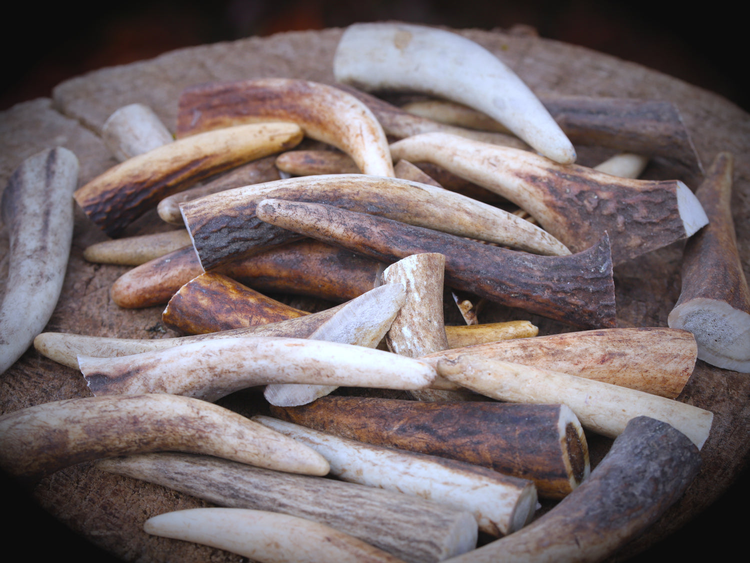 Geweihstange (6cm - 12cm) Rehbock