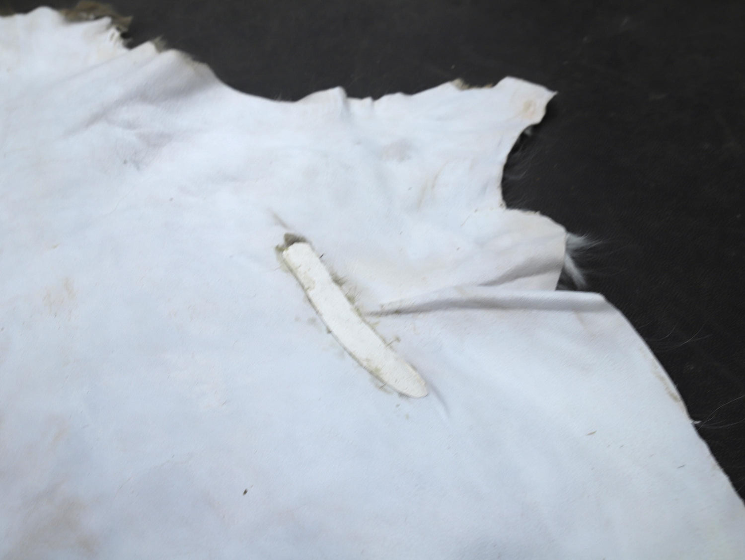 Fallow deer summer fur, 2nd choice