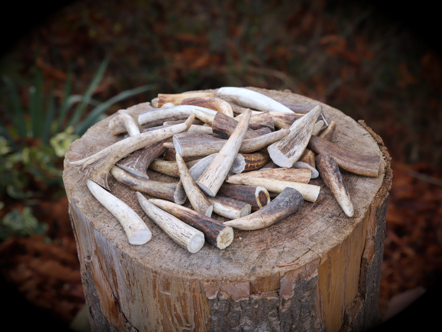 Geweihstange (6cm - 12cm) Rehbock