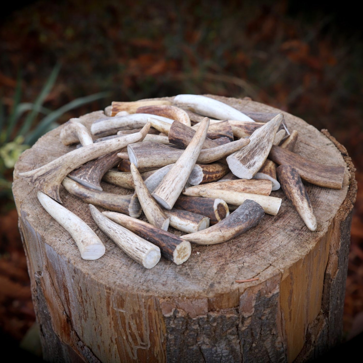 Echte Geweih-Stücke (6–12 cm)