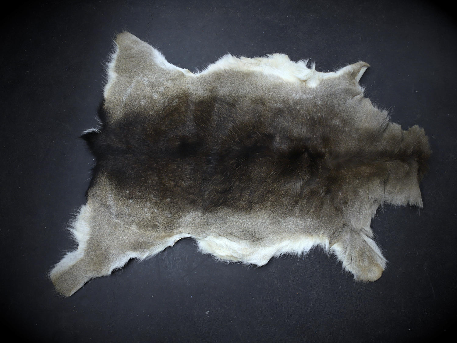 Winterfell fallow deer brown-white, 2nd choice